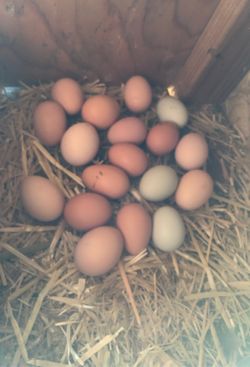 Eggs $5/dozen
