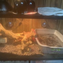 40 gallon tank With Reptar🦖