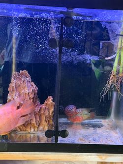 Flower horn aquarium