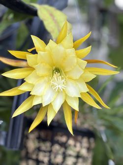 Epiphyllum “French Gold”