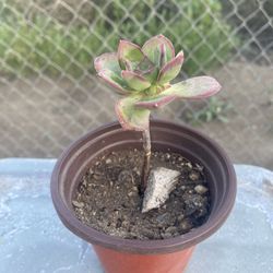 Haworth’s  Aeonium 