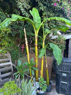 Plantas de plátano burro mide 6 pies de alto $20 each