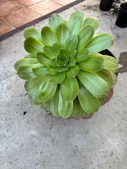 Large Aeonium Succulent Plant