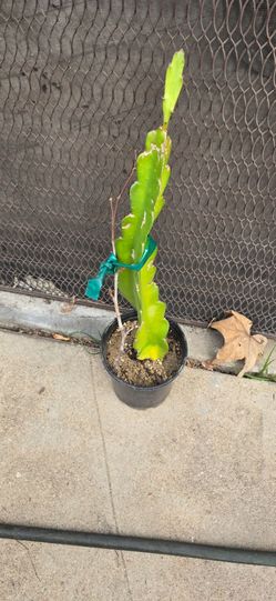 Noid white flesh rooted dragonfruit cutting