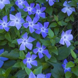 Vinca Major Plant Clumps / Ground Cover 