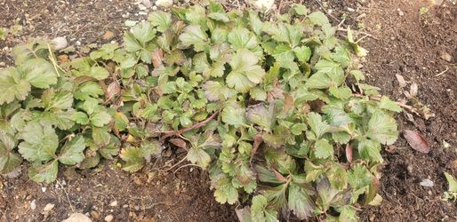 Barren Strawberry (Waldsteinia Fragarioides) Plants For Sale!