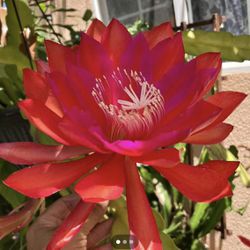 Rooted Plants Epiphyllum Fushia Color $20 Each A Pot Have 5 Available 