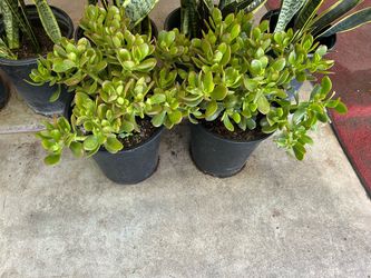 Jade 5 gallon pot 15$ each