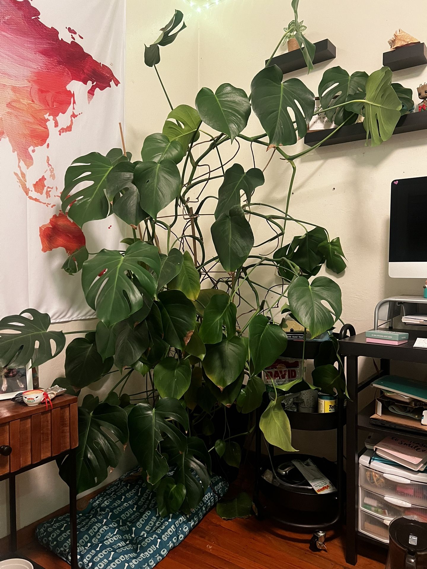Extra Large Monstera Plant