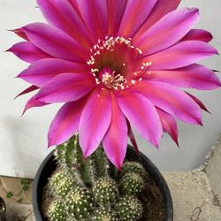 Cactus