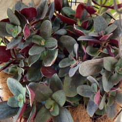 Blooming FAIRY CRASSULA Hanging Plant