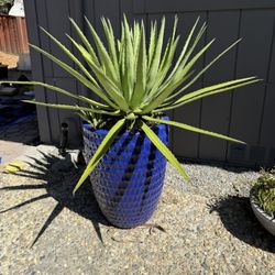 Sisal Agave Sisalana $100