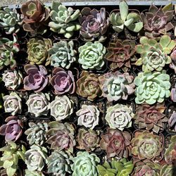 Different Varieties Of 2 Inch’s Pot Succulent SALE!SALE!For Mother’s Day $1.5ea