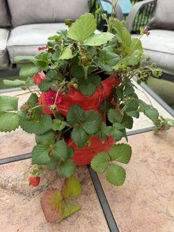 Beautiful Large Strawberry Pot. Very Prolific