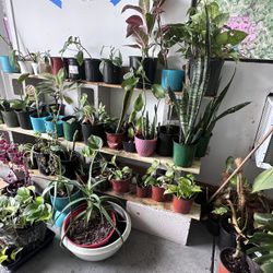 Plant Sale $5-$10 