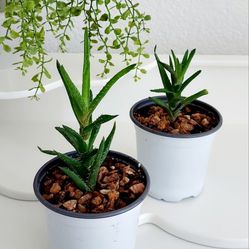 Living Plant 🌱Aloe Nobilis Succulent on 4"H White Pot ::: Outdoor ::: $5 Each