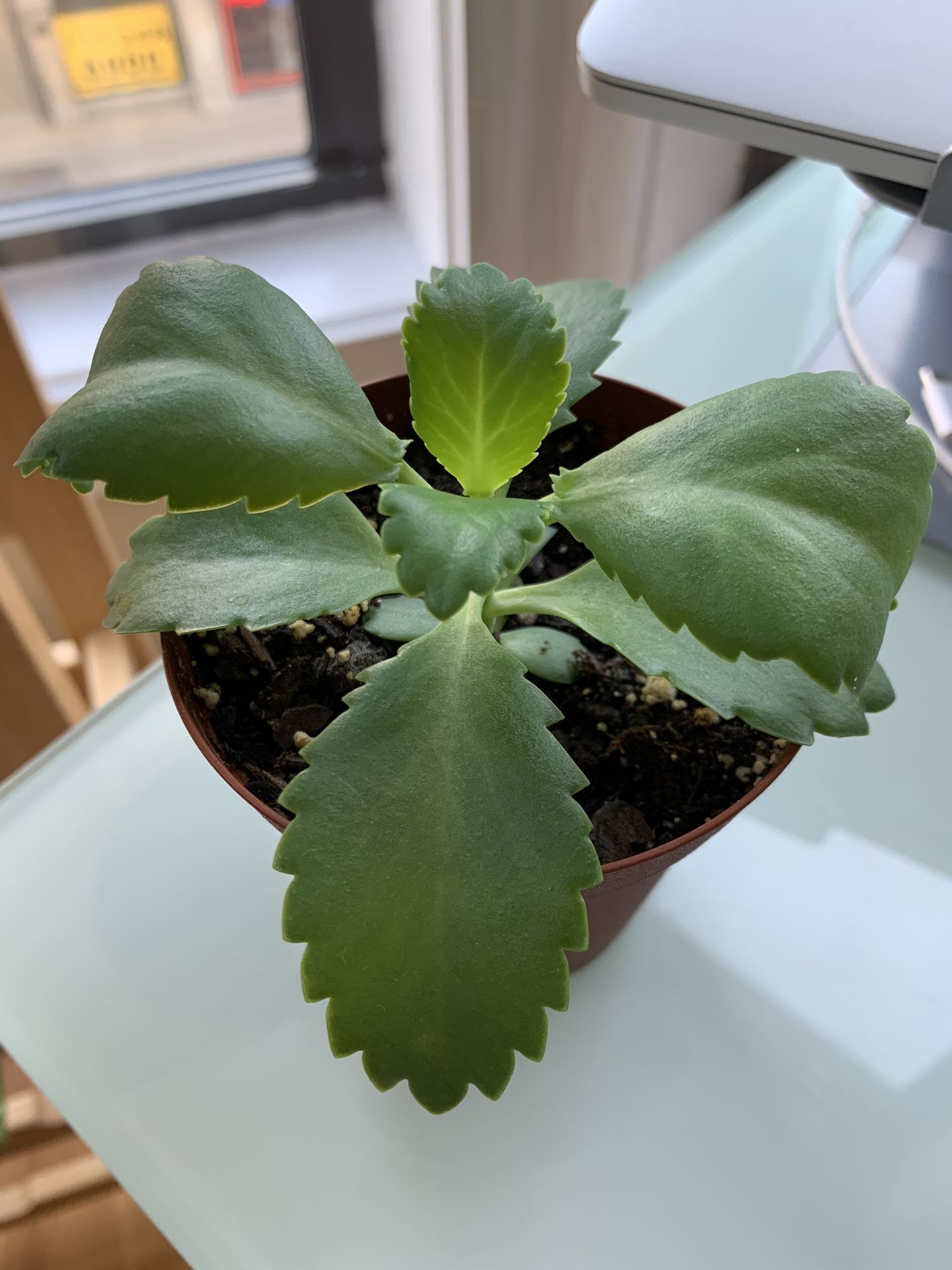 Mother Of Thousands Plant