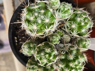 Many varieties of healthy succulents at lower than retail prices