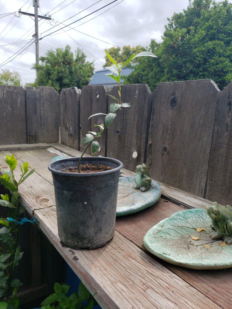 Grow Your Own Bay Leaf Tree