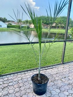 Buccaneer palm, Pseudophoenix sargentii