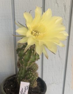 Small Cactus