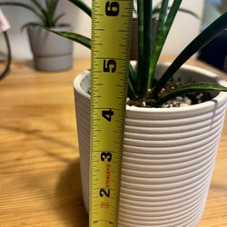 Snake Plant In White Ceramic Pot 