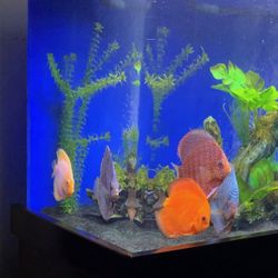 Fish Tank, Cabinet, Supplies (No Fish Available With Tank)