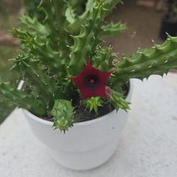 Red Dragon Stapelia,  flowering