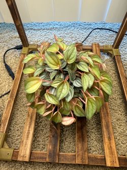 Peperomia pet friendly plant