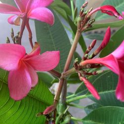 Plumeria  Mide 4 Pies En Maceta De 5 Galones