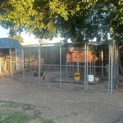 Dog fence 