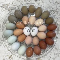Fresh Eggs-$6 Per Dozen