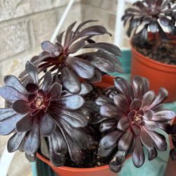 Black Rose Aeonium / 6” Pot / Succulents / Plants 