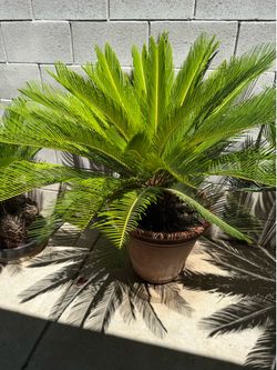 Sago Palm