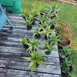 Maceitas de sábila a 6 cada una