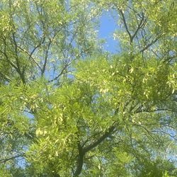 Pics Coming Soon — lizard skin Cowboy Boots 