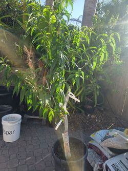 Strawberry white peach tree in a 15 gallon container
