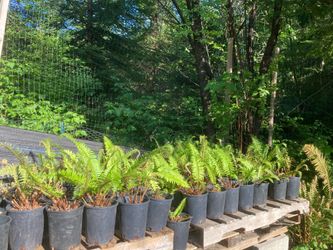 Sword Ferns (Native perennial)