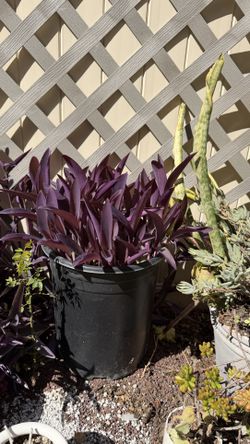 Tradescantia pallida 'Purpurea' Purple Heart Wandering Dude