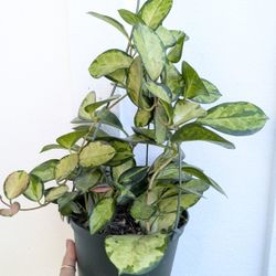 Hoya Australis Lisa Plant 6" Pot - Indoor House Plants 