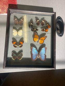 Real Costa Rica Framed Butterfly Display – Blue Morpho & 7 Other Species