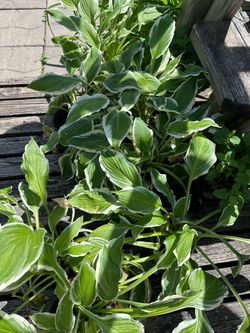 Hostas