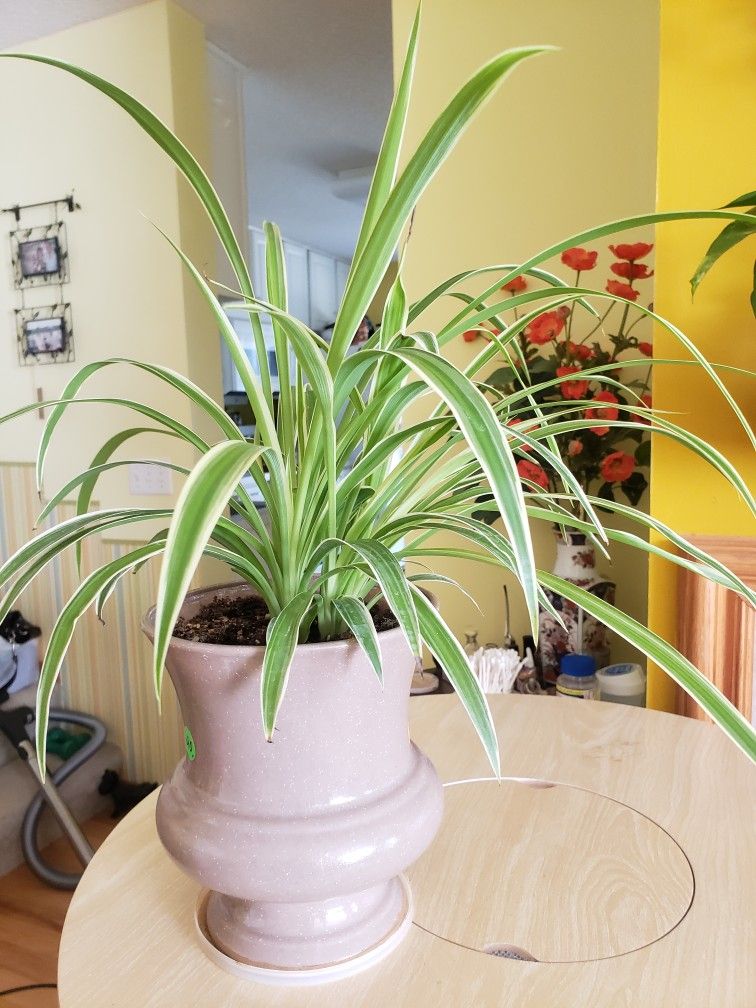 House Plants