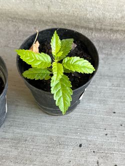 Arbolitos de tronadora