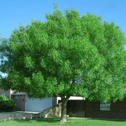 Arizona Ash trees