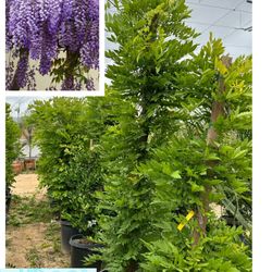 Wisteria Vine 15gal 