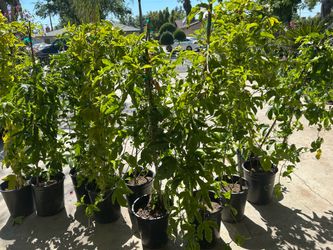 Passion fruit vines flowering 5 gallon pot 30$ each