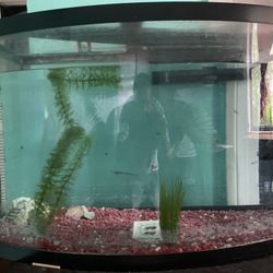 Fish Take 