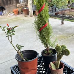 Total Of 3 Plants. Christmas Tree 🌲, Cactus And Thai Chili 🌶️ 