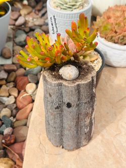 Jade in wood unique pot
